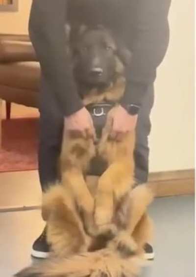 Every animal deserves satisfying scritches like this for at least 30 minutes a day.