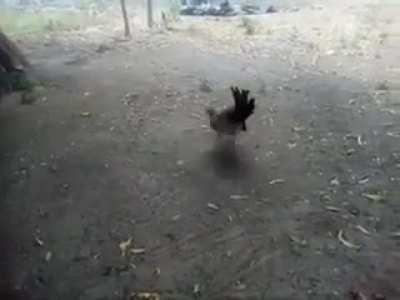 Hawk makes a grave mistake after trying to steal chicks on a farm
