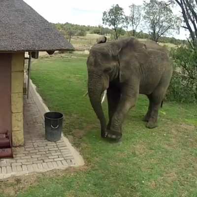 ? A massive bull elephant getting caught picking up trash and throwing it away near a safari outpost ?