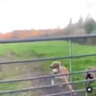Helidogter