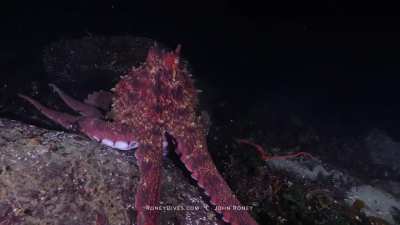 I had a close encounter with a Giant Pacific Octopus last night