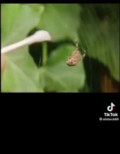 Spiders on drugs