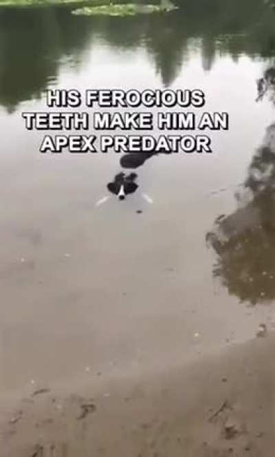 Am crocodile lol