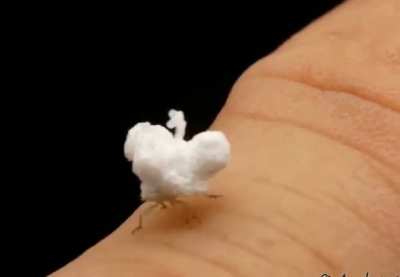 ? "Walking Popcorn" - a flatid planthopper nymph from Ecuador