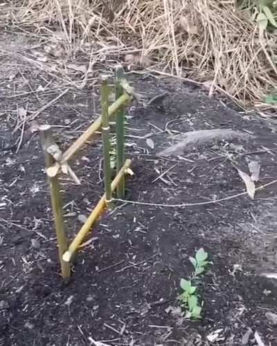 Fish trap