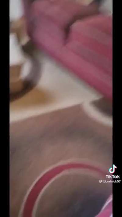 Baby sees a Christmas tree for the first time