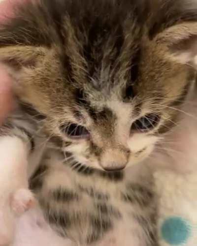 Volume up for baby goose purrs! ?