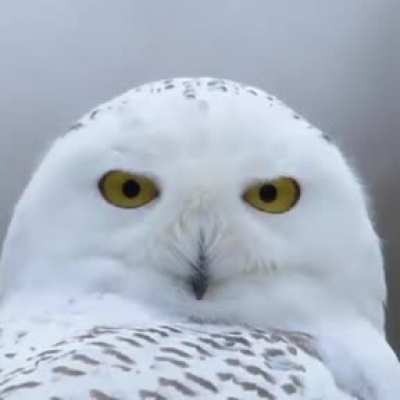 ? Reminder that owls can rotate their necks up to 270 degrees in either direction! ?