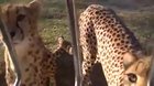 Meowing cheetah ?