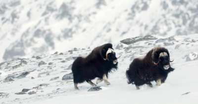 ?Adult musk ox showing the teenagers who’s the boss [OC]