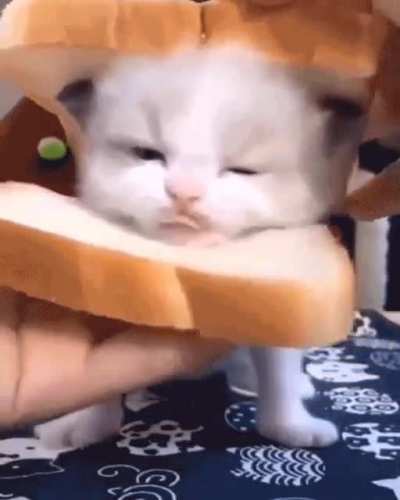 Samedwech