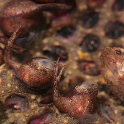 ? Baby Suriname Toads emerging from the mothers pores