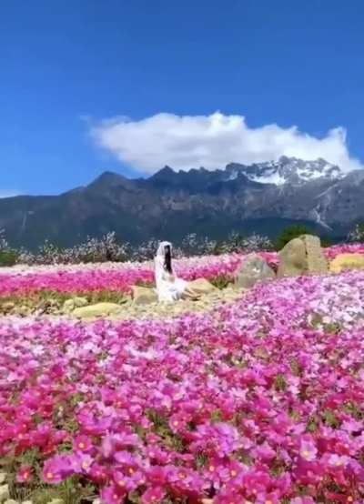 ? The beauty of Japan