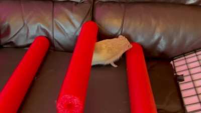 Tuck and Coco the Hedgehogs compete in a brand new American Hedgehog Warrior obstacle course