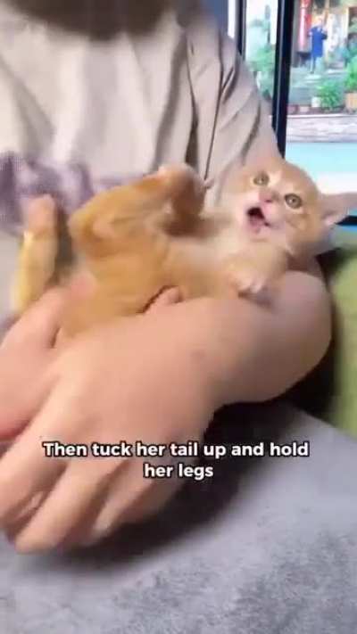 Kitty parking tutorial