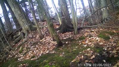 ?Trail camera video of an eight-point buck shedding his antlers