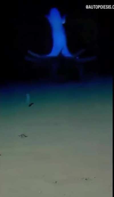 ??footage of a vampire squid drifting over the ocean floor in total darkness
