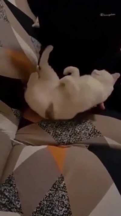 To be like other cats