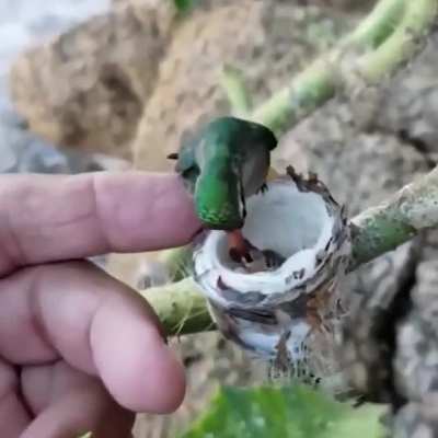 I've never seen this before ð the babies are so tiny!