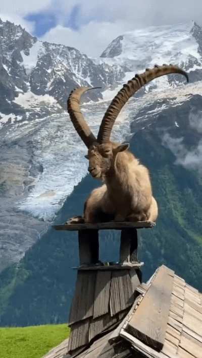 ? Ibex