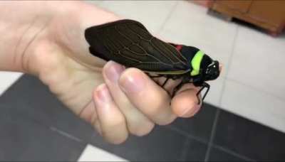 ? This cicada, Tacua Speciosa, looks like a toy ?
