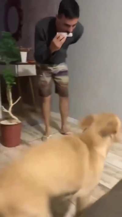 Doggo loves music
