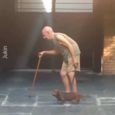 Dog follows the pace of the Owner
