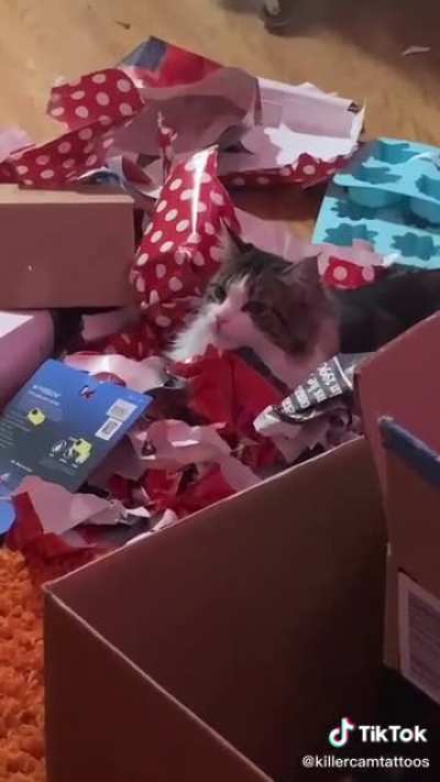 Christmas aftermath-> cat Christmas