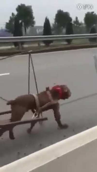 I’ve seen dogs on treadmills before, but never this.