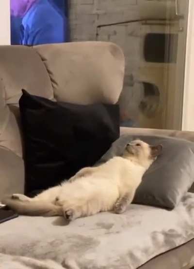 Existential crisis cat