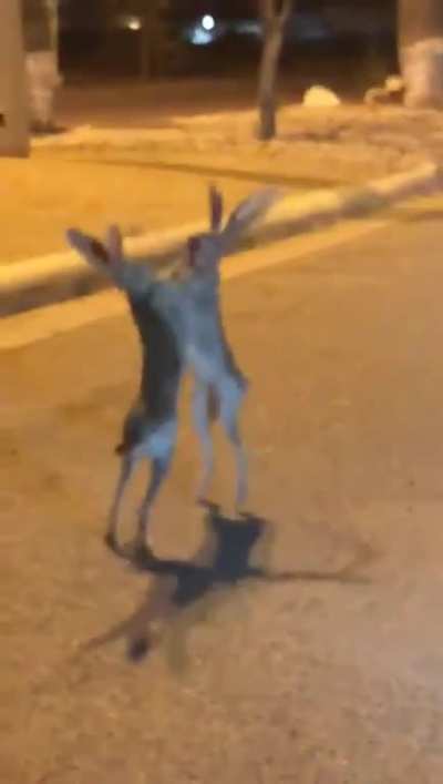 When hares attack... tonight on Fox