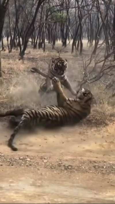 Big cat slaps