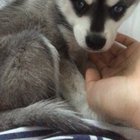 Little puppy hiccups