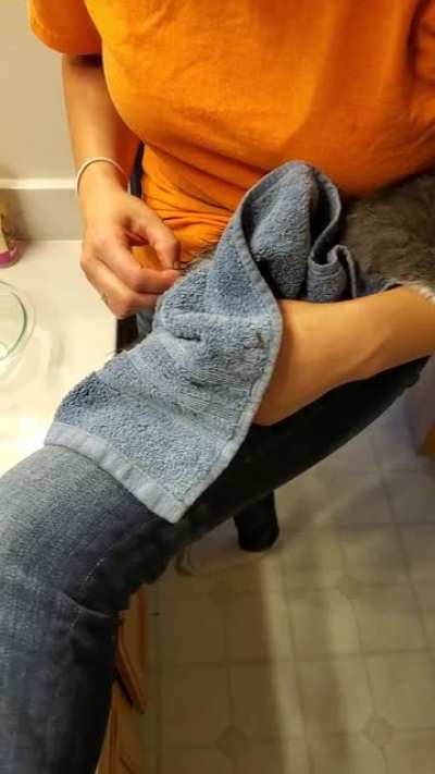 Adopted a kitten, and the day I went to pick her up, she'd stepped in a glue trap. So I oiled up her back legs and tail, let her soak for 5 minutes, and gently massaged out the glue. After a quick shampoo, she's happy and fluffy again.