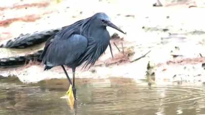 ? A black heron using its wings like an umbrella, creating shade to attract fish, a behavior known as canopy feeding.