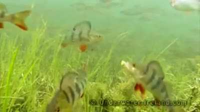 This is what goes through a fish’s mind while getting hooked