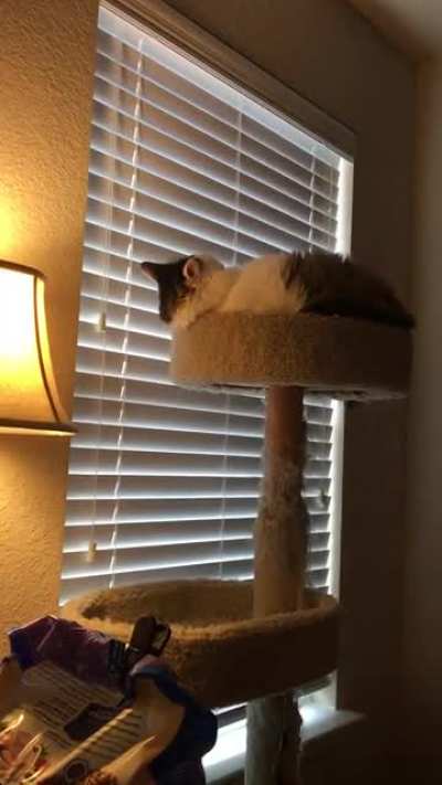 Bowie is the most talkative cat I have ever had. He yells for anything and everything! I think I got on his nerves here though because he was quite agitated at the end!