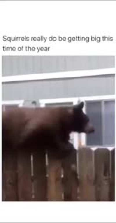Squirrels really do be getting big this time of the year