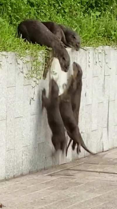 ? Group of otters using teamwork to scale a wall ?