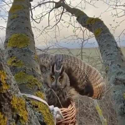 ? Great Horned Owl defending her nest. She uses her wings and body as an illusion to greatly increase her size, intended to scare off potential predators.