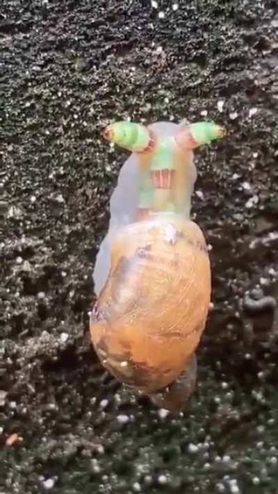 A parasitic worm has turned this snail into a "zombie" that mimics caterpillars to be eaten by a bird, where it can reproduce inside its GI tract.