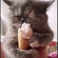 [Volume ON] Nom Nom Nom Nom ?