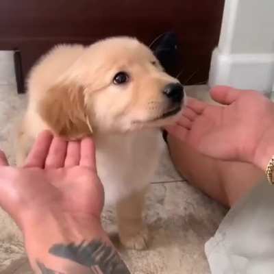 Those floppy ears?