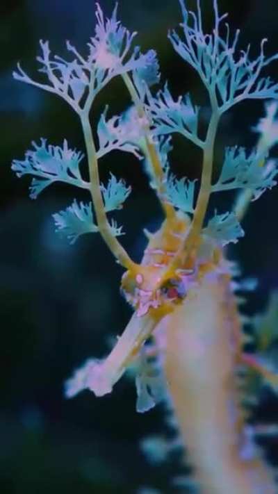 ? Leafy Seadragon.