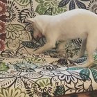 Opal is blind AND deaf and yet her instincts still tell her to bury her bone. Even if she doesn’t know there isn’t any dirt :) Don’t ever discount a disabled animal!