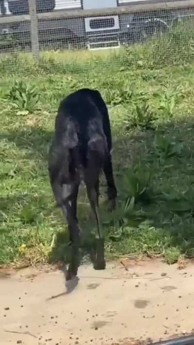 what da dog doing