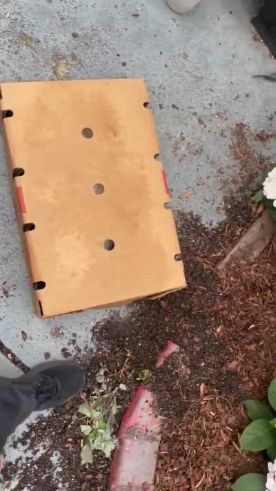 I was savaged by a box! ?
