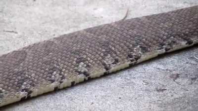 ? Snakes' locomotion doesn't always take place with serpentine 'classic' undulation. They use 5 modes of locomotion.
