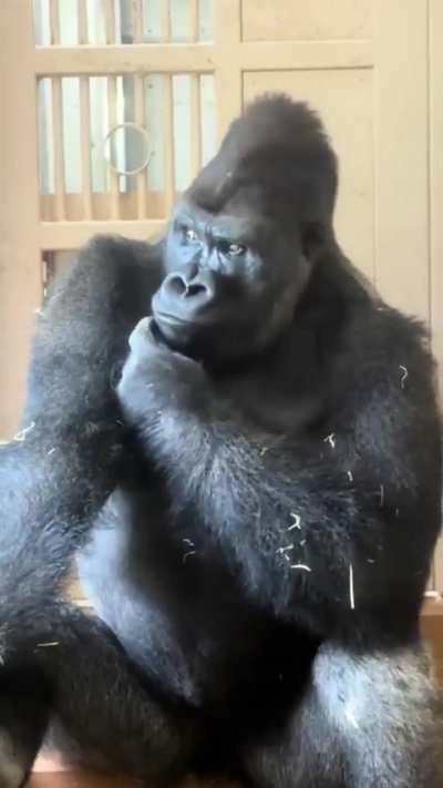 Famous gorilla Kiyomasa falls into deep contemplation after spat with mate. Caught on camera in a Japanese Zoo
