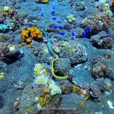 ? A beautiful adult male Ribbon Eel in open water, looking for a new home!!